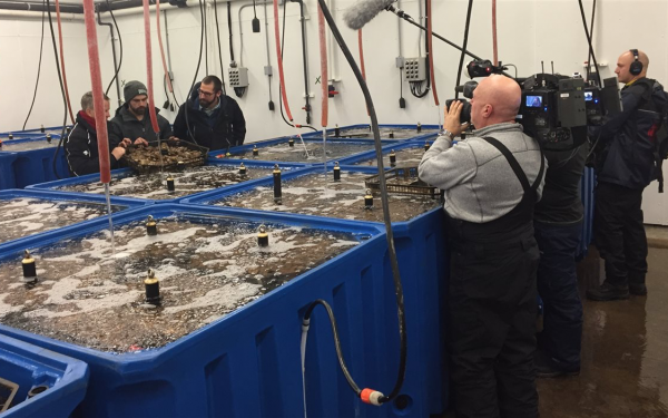 Les Huîtres Mallet à Entrée Principale