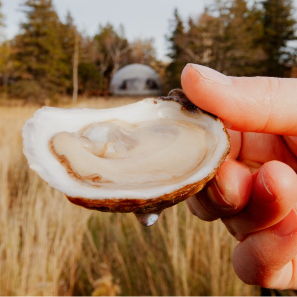 Conservation des huîtres