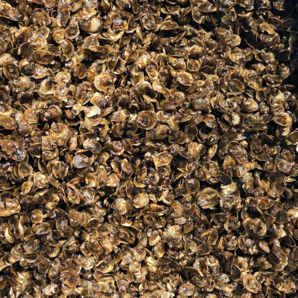 Semence de mollusque