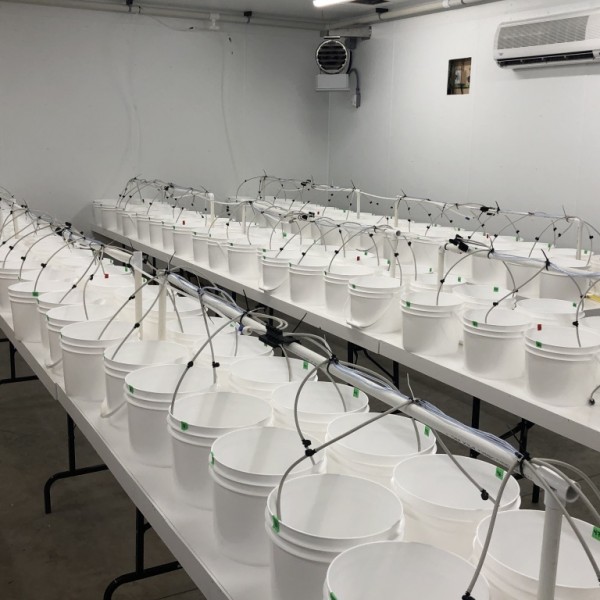 Contenants d'incubation