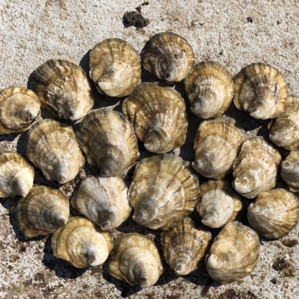 Une famille F2, sur le terrain