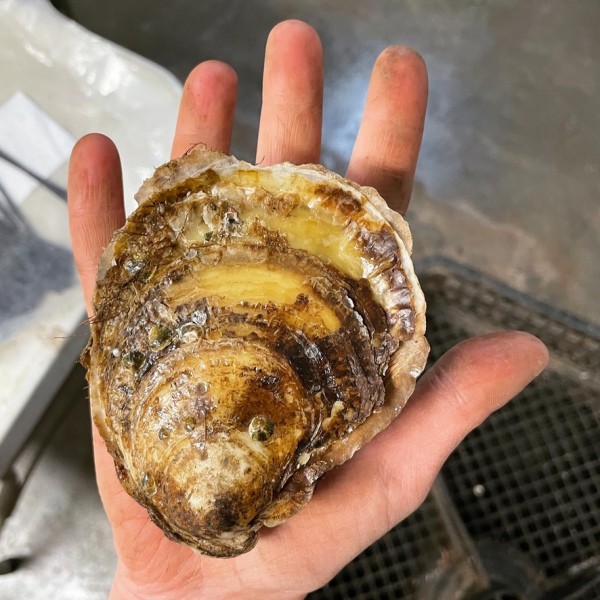 Une de nos plus grosses F2, après 3 étés en mer